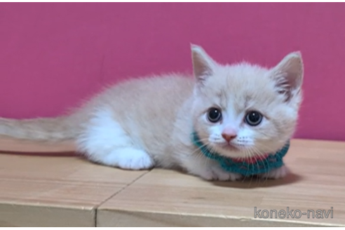 成約済の東京都のマンチカン(短足)-105733の5枚目